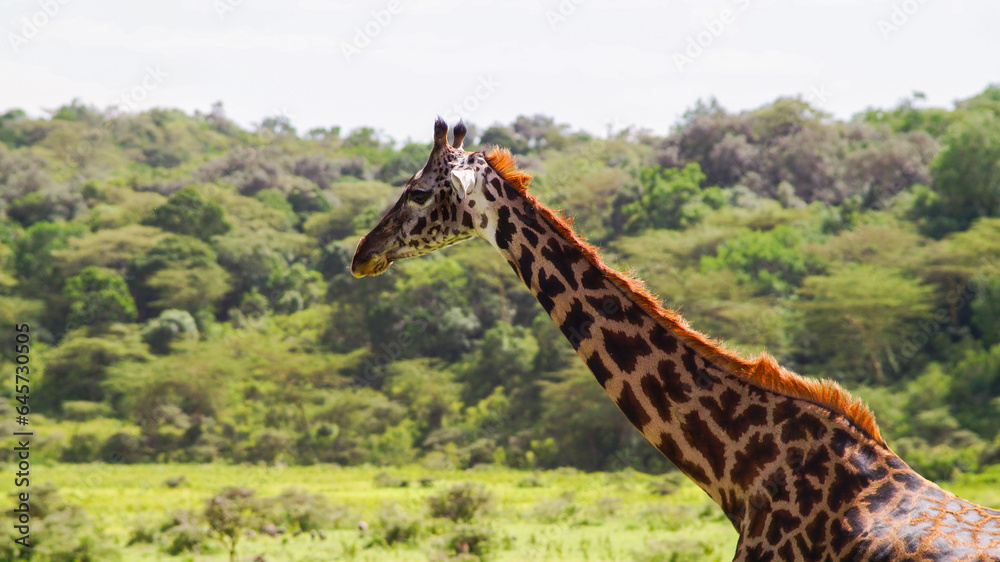 Fototapeta premium Giraffe in the savannah