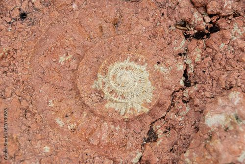 Fósil espléndido del Torcal de Antequera