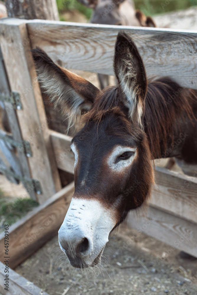 Naklejka premium Trip to a donkey farm