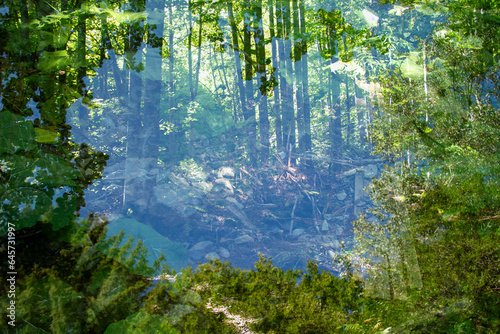 Fototapeta Naklejka Na Ścianę i Meble -  Abstract forest overlay footage in one frame