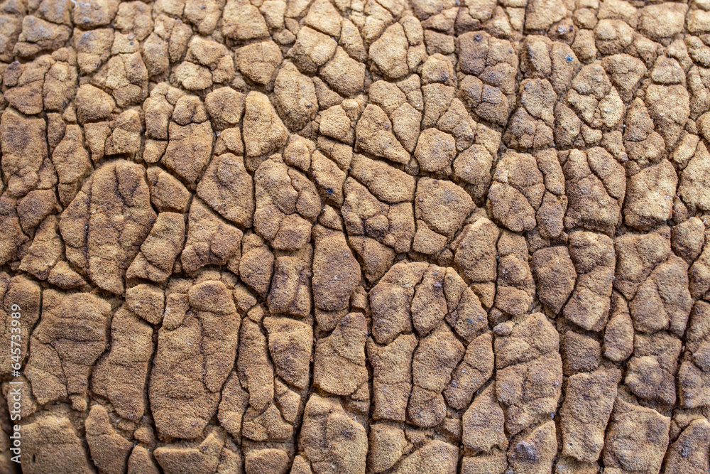 Cracked and wrinkled brown texture, spongy consistency, soft focus Cracked and wrinkled brown texture, spongy consistency, soft focus