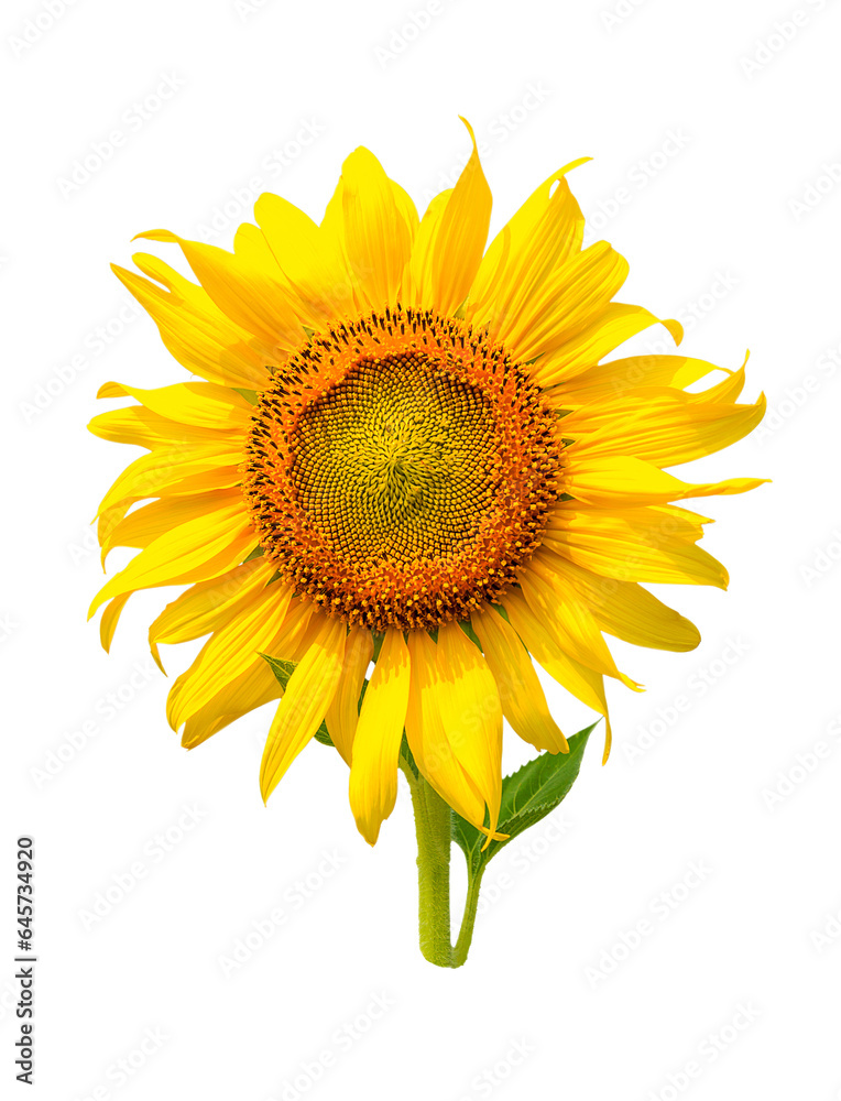 Fototapeta premium Beautiful sunflower in the field and blue sky.