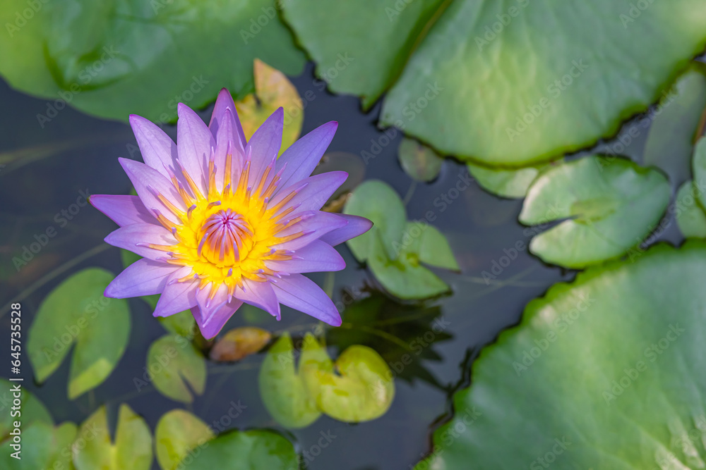 Beautiful purple water lily or lotus flower in pond. Beautiful purple water lily or lotus flower in pond.