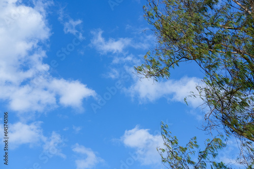 blue sky wallpaper  blue sky background  sky and tree  summer sky