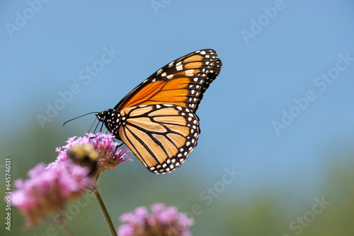 isolated Danaus plexippus nectaring on a verbena flower in sunny bright conditions with space for text