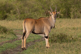 Common eland, southern eland or eland antelope - Taurotragus oryx with grass and green vegetation in background. Photo from Masai Mara National Park in Kenya.