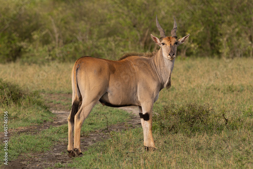 Common eland, southern eland or eland antelope - Taurotragus oryx with grass and green vegetation in background. Photo from Masai Mara National Park in Kenya. photo