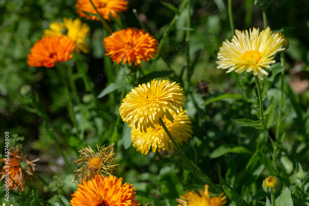 ruffle or double orange and yellow calendula flowers in bright sun ruffle or double orange and yellow calendula flowers in bright sun