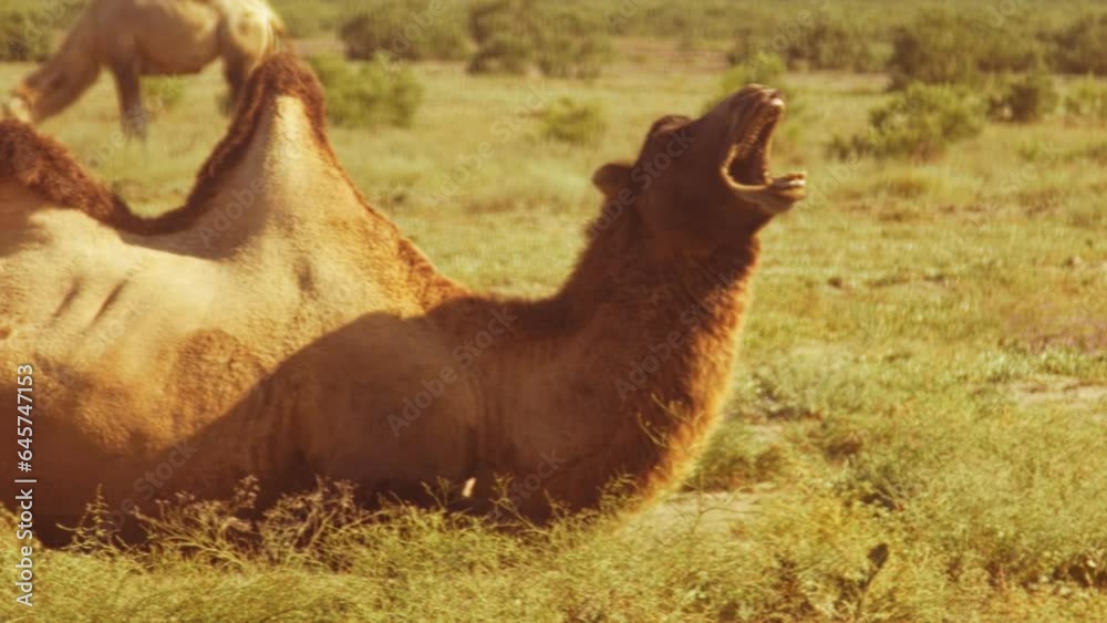 A Bactrian camel lying on the grass in the steppe; other camels are grazing nearby. Overall plan