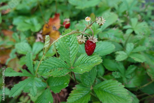 wild Strawberries in wooden raised bed in the backyard garden. red forest strawberry ready to harvest