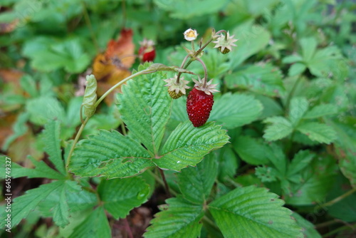 wild Strawberries in wooden raised bed in the backyard garden. red forest strawberry ready to harvest