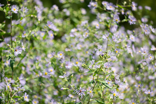 calico aster (?) or wildflowers in the park