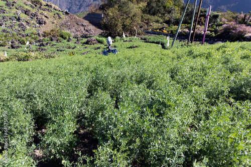 View of a lentils field in La Reunion