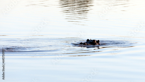 View of hippo at river