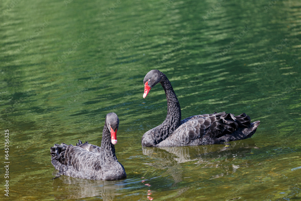 Fototapeta premium Black mute swan swimming in lake