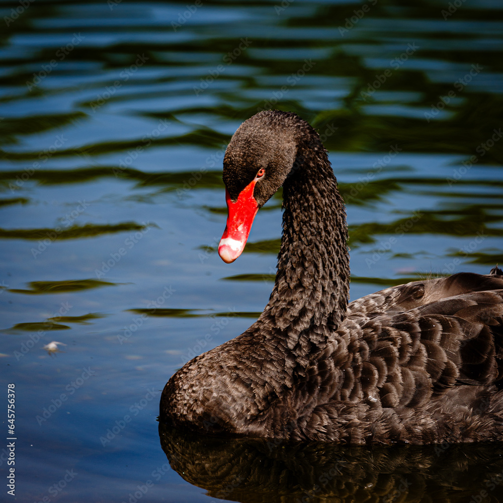 Fototapeta premium Black mute swan swimming in lake