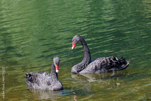 Black mute swan swimming in lake © rninov