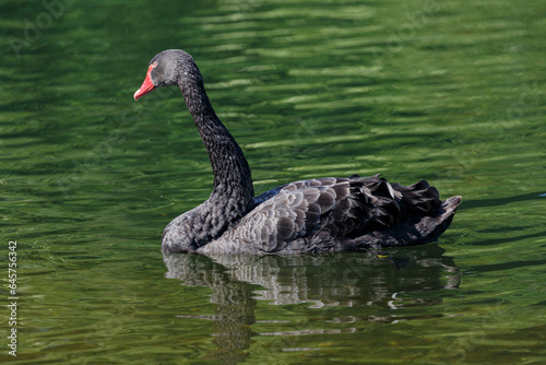 Black mute swan swimming in lake