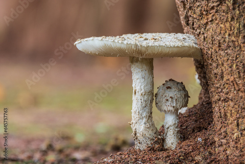 Poisonous mushrooms in rainy season.