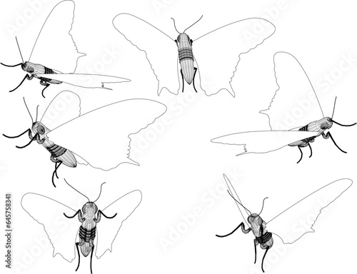 Sketch vector illustration of butterfly animal design flying looking for flowers