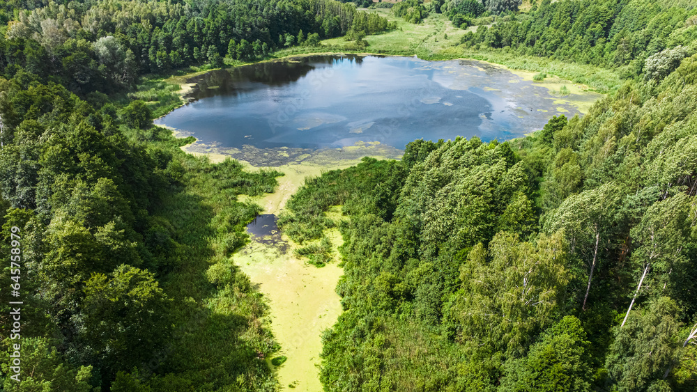 River and green swamps in summer, aerial view River and green swamps in summer, aerial view