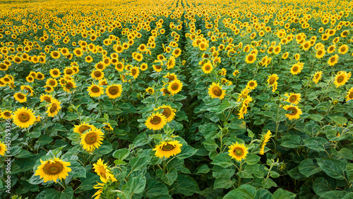 Aerial view of blooming field of sunflowers