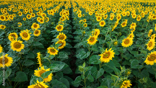 Hundreds of sunflower field...
