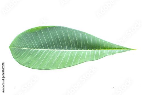 Green leaf isolate on wbite background.