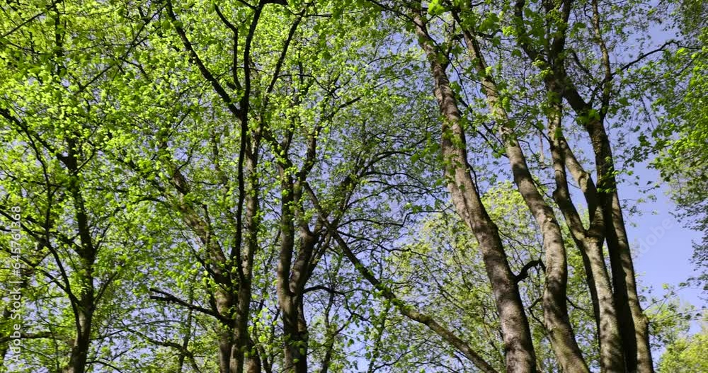 green foliage and maple flowers on trees in the spring season, the first beautiful and bright foliage on maples in spring green foliage and maple flowers on trees in the spring season, the first beautiful and bright foliage on maples in spring