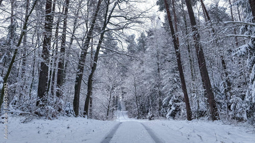 Fototapeta premium Frozen forest and snowy path in winter.