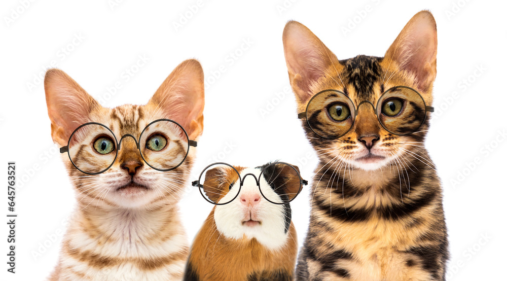 cat with glasses and guinea pig with glasses on a white background