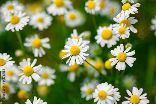 Chamomile flowers of the field  top view  close-up  selective focus
