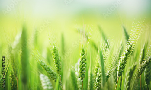 Macro shot of young green wheat ears.