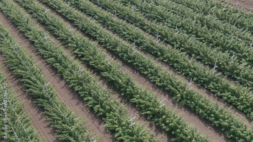 Raspberry bushes plantation. Agribusiness. plantation of raspberry bushes. aerial shot. Raspberry bushes plantation. Agribusiness. plantation of raspberry bushes. aerial shot.
