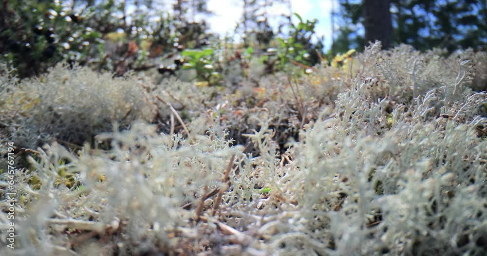 Arctic Tundra lichen moss close-up. Cladonia rangiferina, also known as reindeer cup lichen. Arctic Tundra lichen moss close-up. Cladonia rangiferina, also known as reindeer cup lichen.