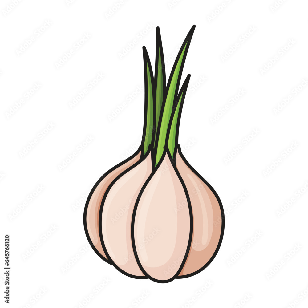 Garlic vector icon.Color vector icon isolated on white background garlic .