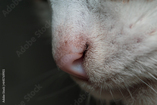 Ethereal Close-Up of a Snowy White Cat's Nose © Qualshapes LTD
