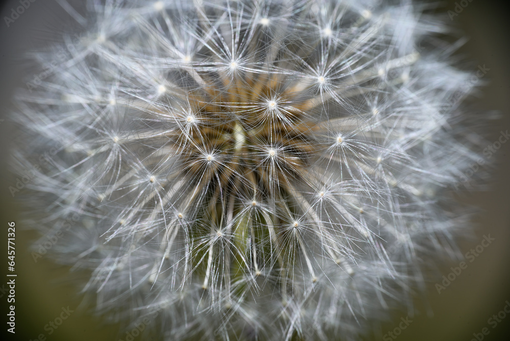 dandelion head