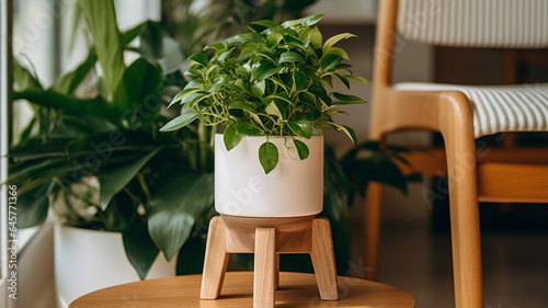 Potted Plant on Wooden Stool © Lucia