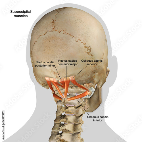 Human Skull with Suboccipital Muscles Isolated and Labeled on a White Background
