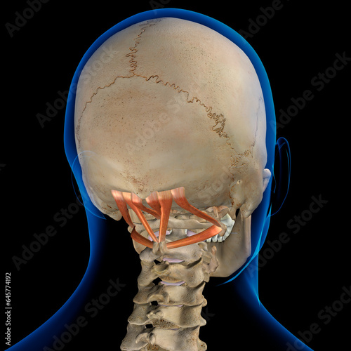 Human Skull with Suboccipital Muscles Isolated on a Black Background