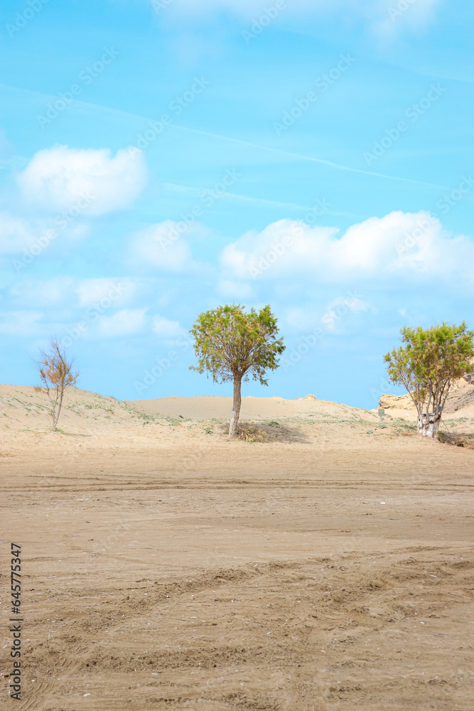 Single trees standing alone on a beach located on Prasonisi Beach, Greece, a meeting spot between the Mediterranean and the Aegean sea
