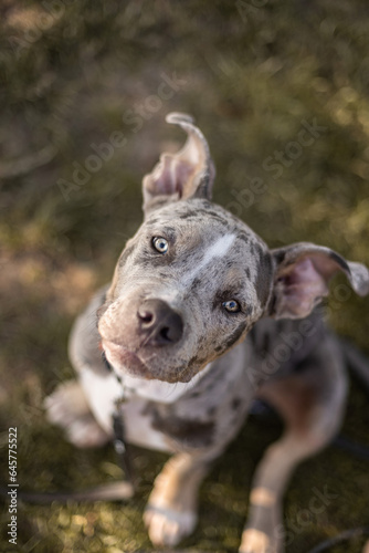 American Bully XL Welpe , Puppy in Merle