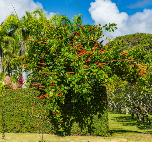 Red hot poker vine is an invasive creeper in the Hawaiian islands