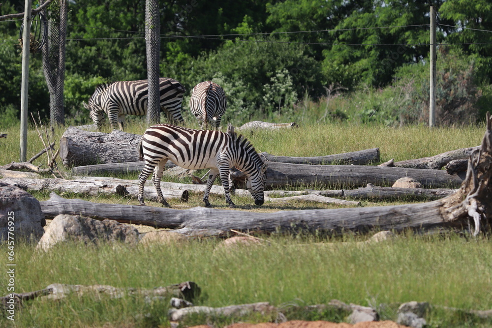 Zebra eating grass at the zoo. Columbus, Ohio.
