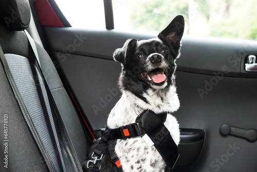 Dog Sitting In A Car