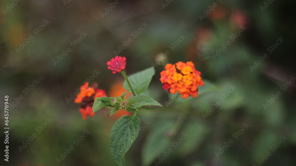 orange flower in the garden orange flower in the garden