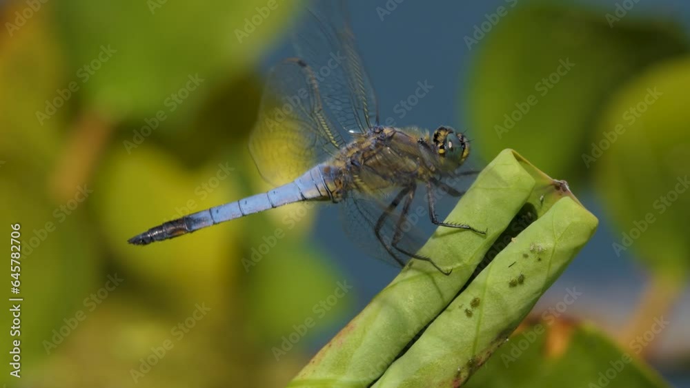 Large dragonfly resting on a blade of grass Large dragonfly resting on a blade of grass