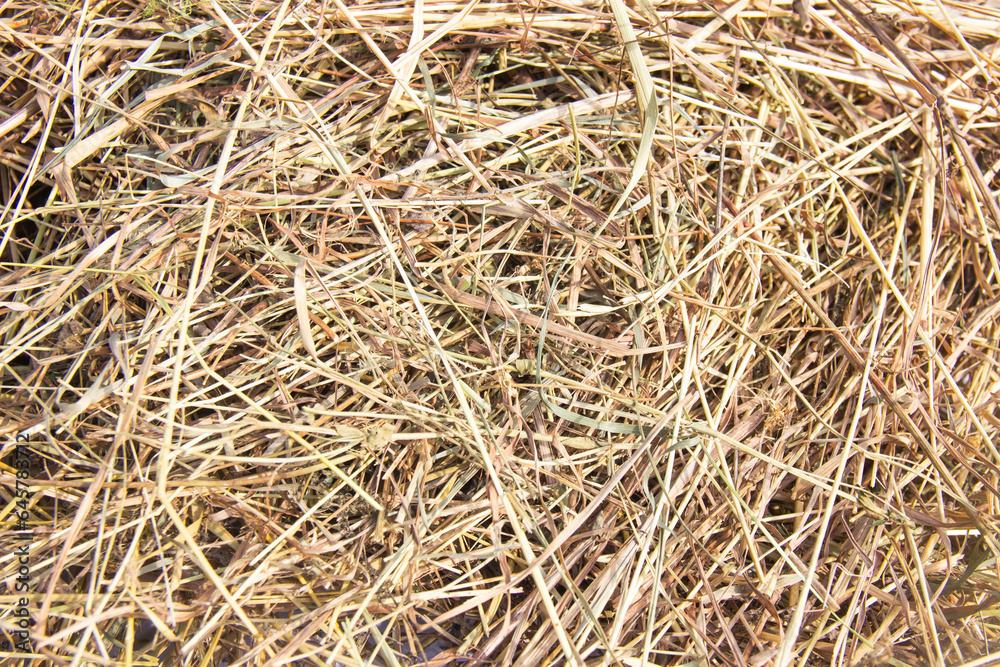 Photo a close-up scene without unnecessary elements. Dry grass.