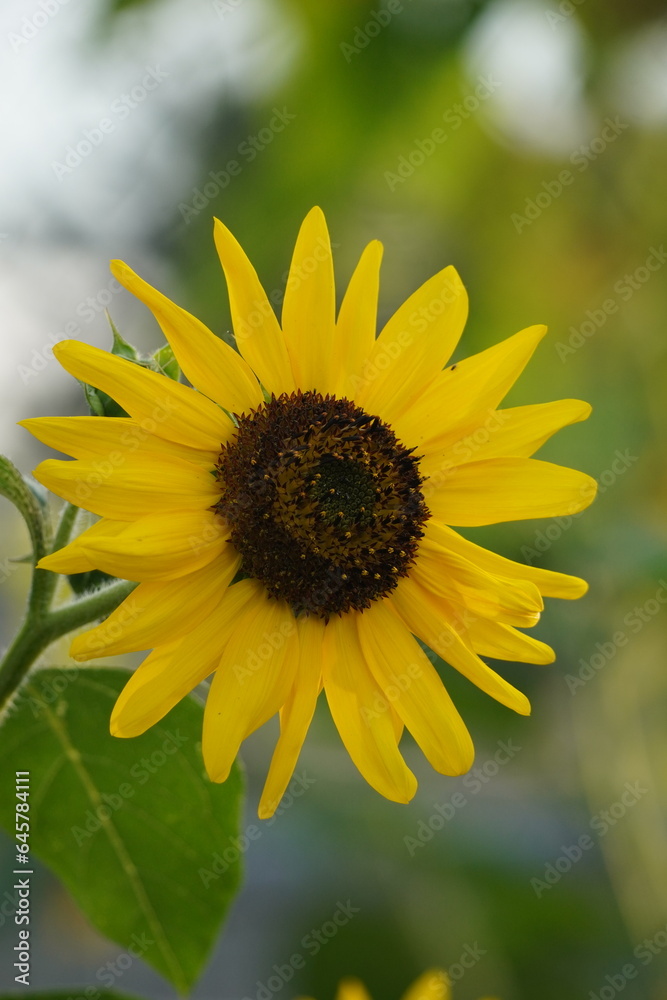 Fototapeta premium sunflowers in the garden in fall